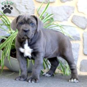 Annie, Cane Corso Puppy