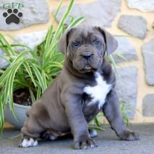 Annie, Cane Corso Puppy