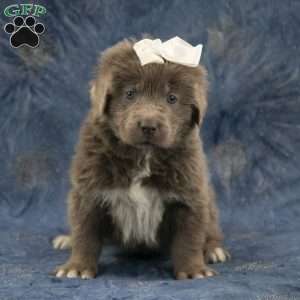 Annie, Newfoundland Puppy