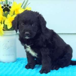 Anthony, Bernese Mountain Dog Mix Puppy