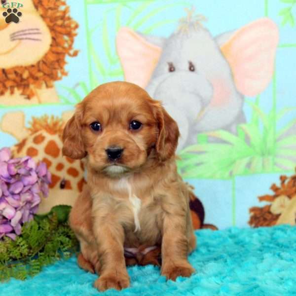 Anton, Cavalier King Charles Mix Puppy