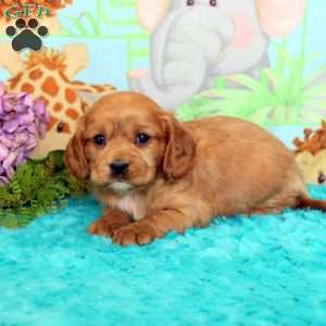 Anton, Cavalier King Charles Mix Puppy