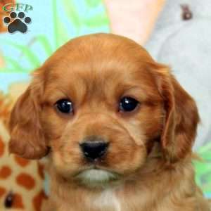 Anton, Cavalier King Charles Mix Puppy