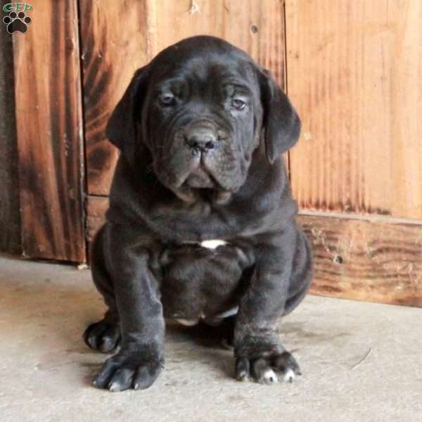 Arabella, Cane Corso Puppy