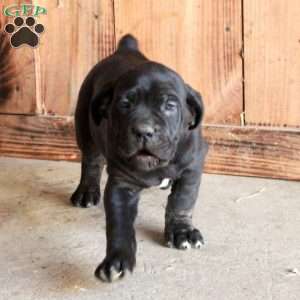 Arabella, Cane Corso Puppy