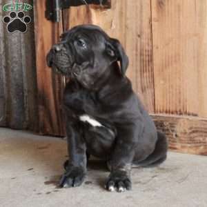 Arabella, Cane Corso Puppy