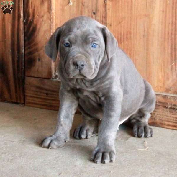 Archer, Cane Corso Puppy