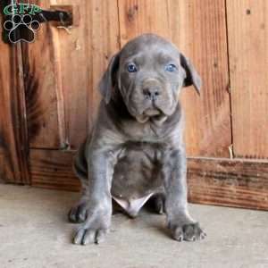 Archer, Cane Corso Puppy