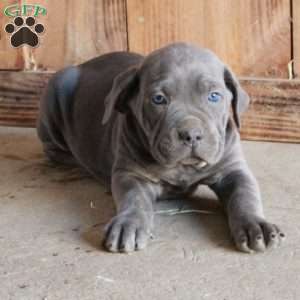 Archer, Cane Corso Puppy