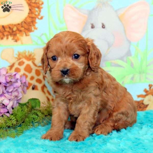 Archie, Cavalier King Charles Mix Puppy