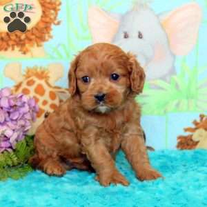 Archie, Cavalier King Charles Mix Puppy