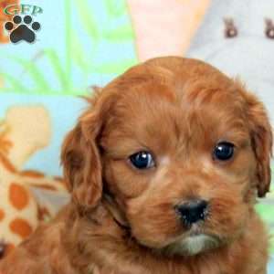 Archie, Cavalier King Charles Mix Puppy