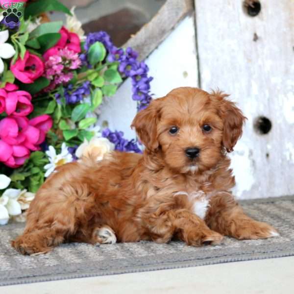 Arnie, Cavapoo Puppy