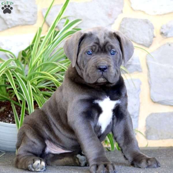 Arnie, Cane Corso Puppy