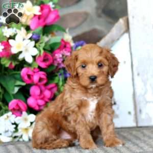 Arnie, Cavapoo Puppy