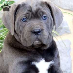 Arnie, Cane Corso Puppy