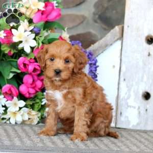 Arnie, Cavapoo Puppy