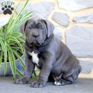 Arnie, Cane Corso Puppy