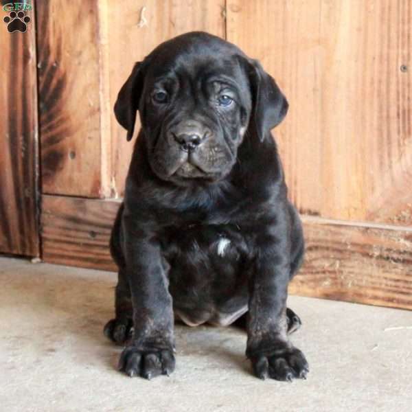 Arya, Cane Corso Puppy