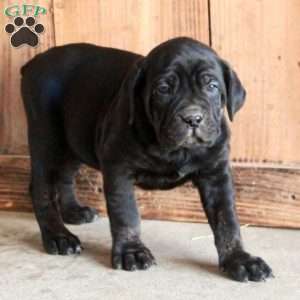 Arya, Cane Corso Puppy