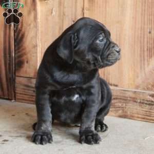 Arya, Cane Corso Puppy