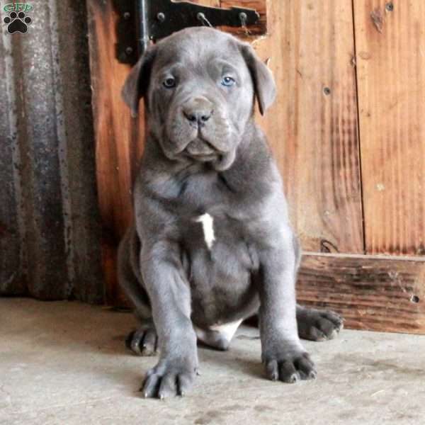 Asher, Cane Corso Puppy