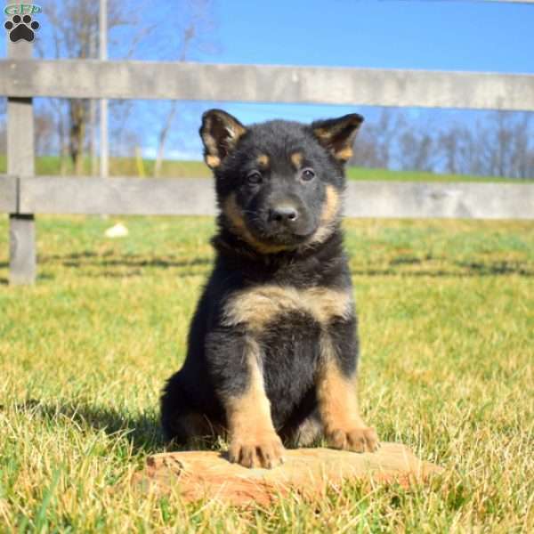 Asher, German Shepherd Puppy