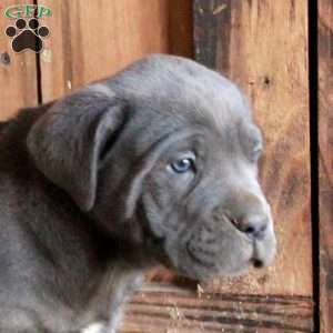 Asher, Cane Corso Puppy