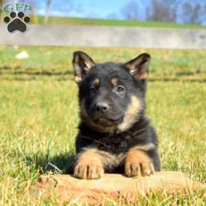 Asher, German Shepherd Puppy