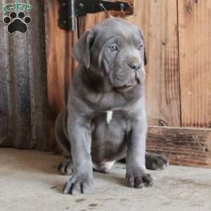 Asher, Cane Corso Puppy