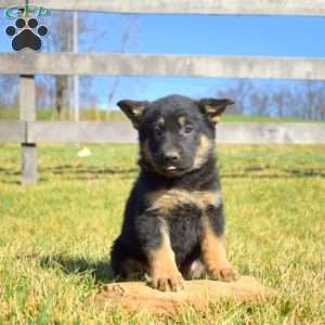 Asher, German Shepherd Puppy