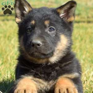 Asher, German Shepherd Puppy