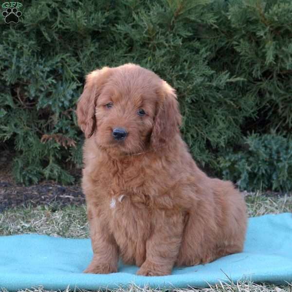 Ashley, Goldendoodle Puppy