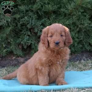 Ashley, Goldendoodle Puppy