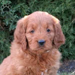 Ashley, Goldendoodle Puppy