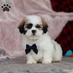 Ashton, Lhasa Apso Puppy