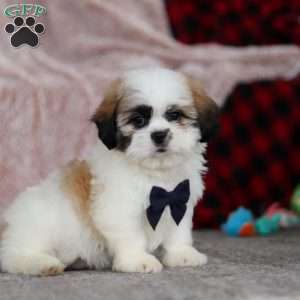 Ashton, Lhasa Apso Puppy