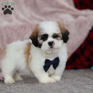 Ashton, Lhasa Apso Puppy