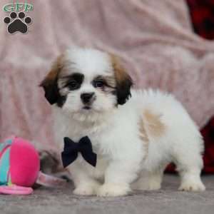 Ashton, Lhasa Apso Puppy