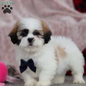 Ashton, Lhasa Apso Puppy