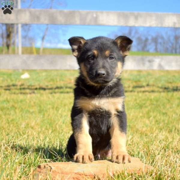 Aspen, German Shepherd Puppy