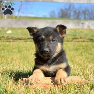 Aspen, German Shepherd Puppy