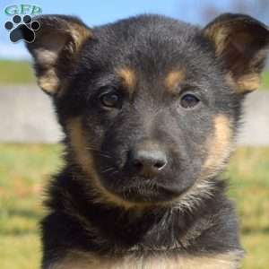 Aspen, German Shepherd Puppy