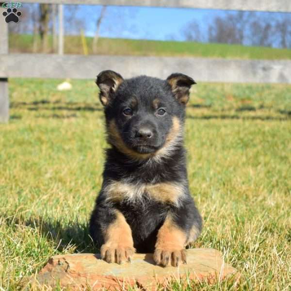 Atlas, German Shepherd Puppy