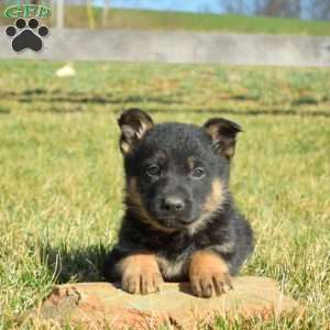 Atlas, German Shepherd Puppy