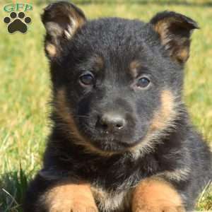 Atlas, German Shepherd Puppy