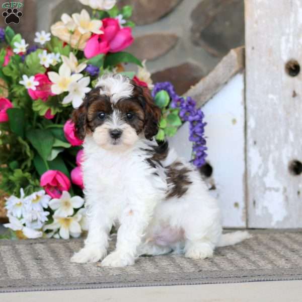 Atlas, Cavapoo Puppy