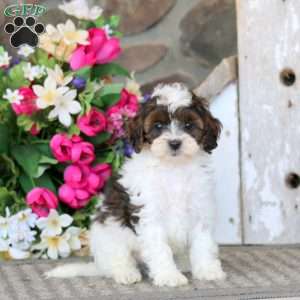 Atlas, Cavapoo Puppy