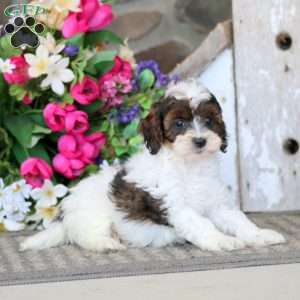 Atlas, Cavapoo Puppy