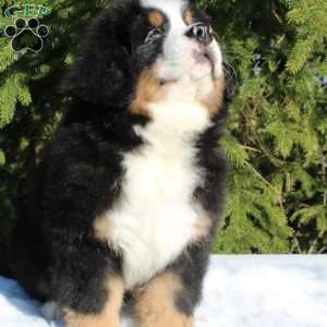 Atlas, Bernese Mountain Dog Puppy